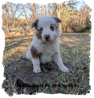 ABCA Red Merle male Border Collie out of working stock